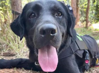 警犬执勤时偷吃百香果，训导员却大加赞赏：好样的！