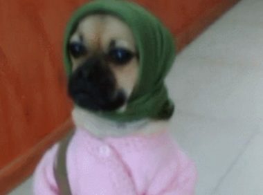 女主盛行给狗狗穿着打扮，穿着粉衣戴着绿巾，摇身一变沦落农家女