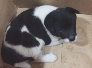 道上好心捡到只流浪犬,女生送去溜达时,殊不知差点酿出“大祸”