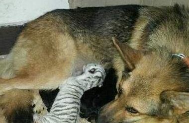 德国牧羊犬当奶妈 喂养刚出生的小白虎