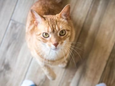 猫比狗更好养的七大理由,狗狗却不行!