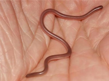 钩盲蛇身份信息