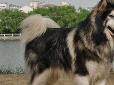 一只大型犬被吉娃娃吓哭，模样十分委屈，主人却忍不住笑了