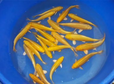 黄金锦鲤身份信息