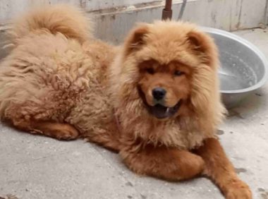 惹大了！松狮狗咬伤美少妇后续，狗主人可能面临800万天价赔偿