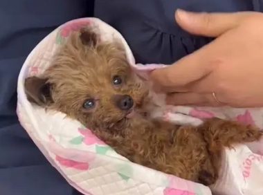 14年的陪伴，当狗狗跑不动了，却独自在外瑟瑟发抖