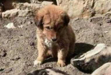 狗妈妈死了变成干尸,小土狗一旁不离不弃,目光令人辛酸不己!