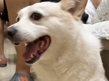 狗子为骗吃骗喝装瘸，被抓包时一脸尴尬，网友：奥斯卡影狗