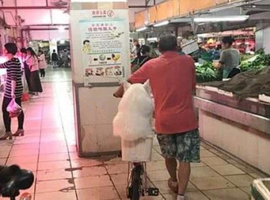 爷爷养大的肥狗！萨摩耶犬坐在自行车后座逛菜场，胖到屁股塞不下