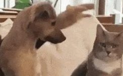 狗狗学主人去撸猫,成果使太大劲把猫都按趴下了,猫:蠢狗走开!