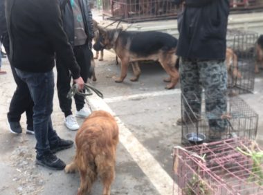 以为逃过一劫的金毛犬还是被卖了，被狗贩牵回狗肉车的狗狗眼中尽是哀求