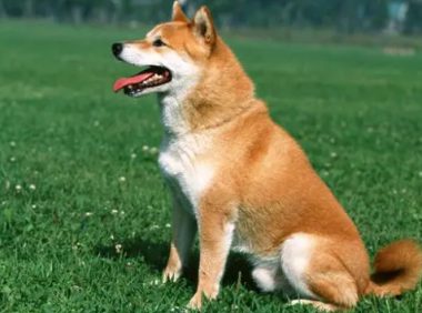 6岁狗狗门牙掉了怎么办呀