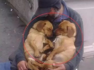 主人流浪街头，狗狗们不离不弃，这才叫真感情 !