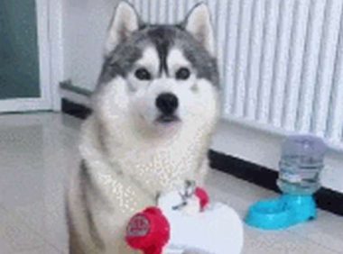 二哈拆家遭到主人胶带封印，并且被带喇叭的同伴洗脑，狗生绝望啊