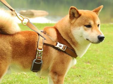 【株洲文明养犬管理·专题】株洲《城市养犬管理条例》实施半年成绩单(之一)