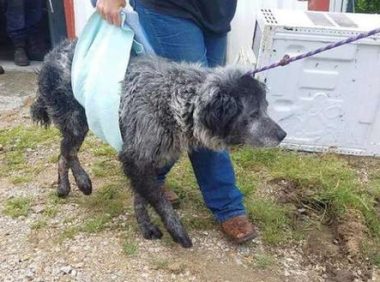 狗狗车祸事故进收容所后失落面壁，直至一个女孩的出現，外露舒心微笑