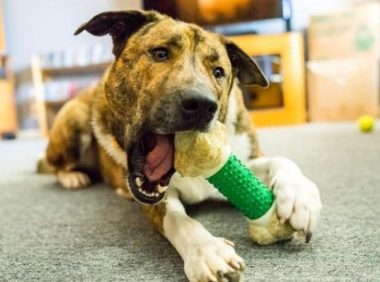 一只医院里的治疗犬，总会给患者治愈的力量，戴帽子的样子太可爱