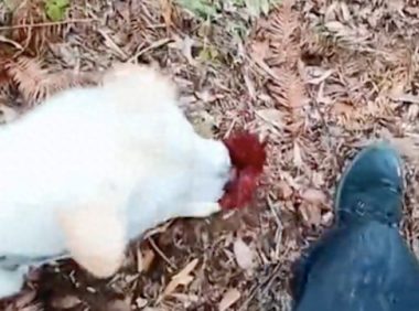 带狗上山玩，它竟找到一颗赤灵芝叼到主人面前