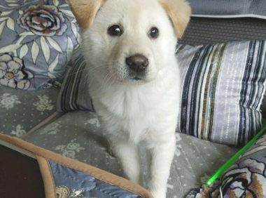 流浪狗想去店讨食儿吃,却被老板一脚踢开,女生见到后冲锋在前