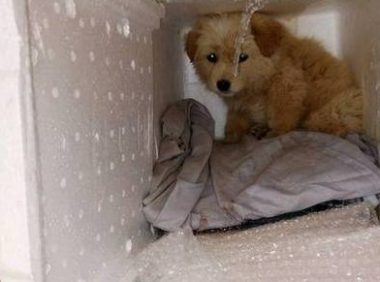得了犬瘟的小土狗被建议放弃治疗，它的反应让人心塞