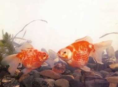 橙色凤尾珍珠身份信息