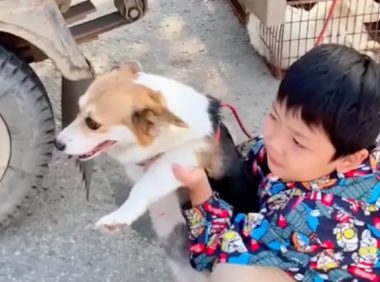 狗肉车上的狗狗求救儿子，妈妈将它买下来，当晚就给了他们惊喜！