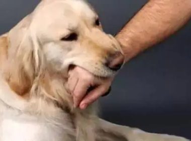 狗狗咬伤不要慌,狂犬疫苗接种小常识