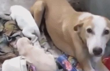 怀孕狗狗被赶出家，依靠垃圾为生，还生下可爱的狗宝！
