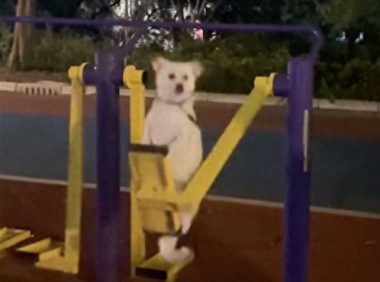 狗狗坐在健身器材上,被爷爷摇得快要飞上天了,但是却稳如狗!