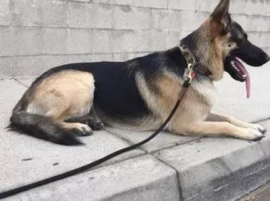 狗狗被领养后每天晚上都晚上不睡觉,了解事实真相后令人觉得温暖又心痛