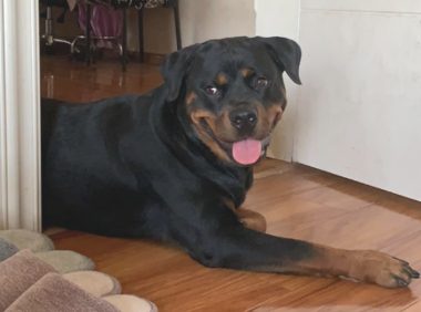 罗威纳总想去卧房,网民却坚持不懈不许,狗:有啥见不可狗的?