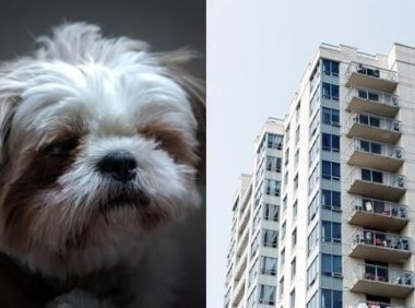 2岁女儿被狗咬，失控爸怒抓西施犬丢12楼下，狠呛犬主，去1楼