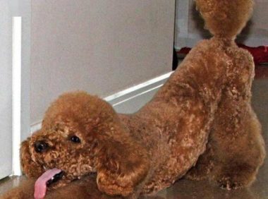 女子常与宠物狗睡一张床 眼中捉出两条活虫