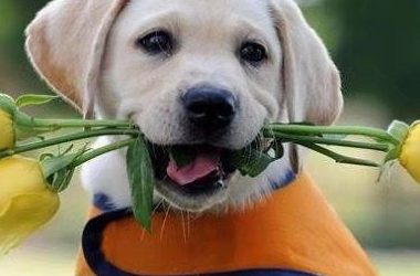 狗狗死了还能克隆吗?宠物死亡多久还能克隆?