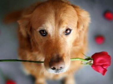 善良农场夫妇收养失明犬 并为其配置导盲犬