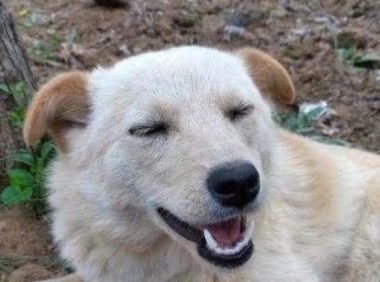 流浪狗把自己的宝宝狠心送人,大家知道实情后抢着领养