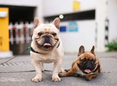 江西一居民因防疫需要被隔离 小柯基宠物犬遭打死
