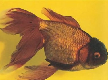 棕色高头翻鳃金鱼身份信息