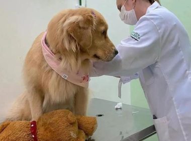 狗狗去医院打针，却发觉控制不住自身的腿：莫名其妙了解是怎么回事？