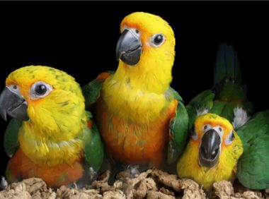 珍达锥尾鹦鹉身份信息