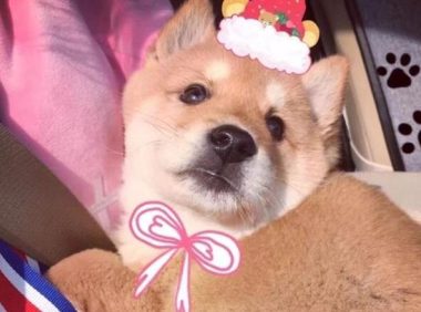 珠海主人遛狗未牵狗绳，再见到时已切好块在狗肉摊，摊主：我是捡的