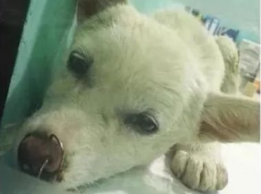 流浪狗被几个人虐待，好心人救下狗狗，送医检查竟取下30多个鱼钩……