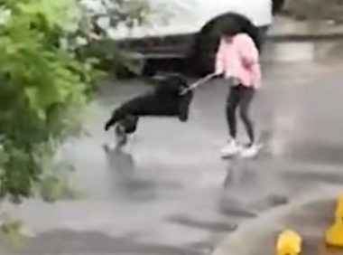 西安，某小区一流浪狗凶残扑向女童，母亲、保安挺身而出