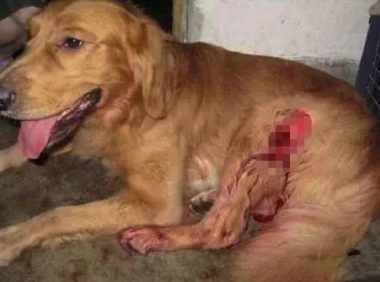 狗狗掉进墙缝中受伤，眼巴巴的求主人救它，主人：随它去吧！