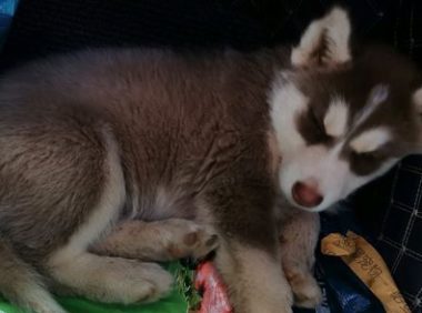 二哈晚上不睡觉要出来,它玩着也不回家了,狗:还没尝试够!