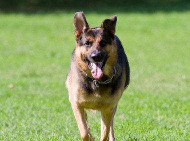主人发酒疯砸车拒捕 忠心狼犬咬警察护主被击毙