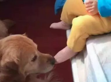 小主人要睡觉了,金毛就主动帮她脱袜子洗脚,这狗真厉害啊!