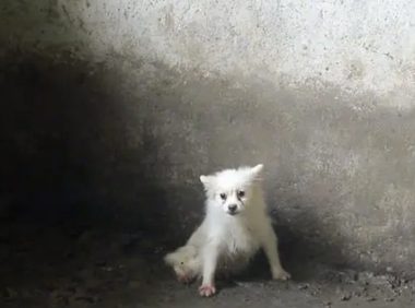 养在猪圈里，被猪欺负到墙角里的博美犬