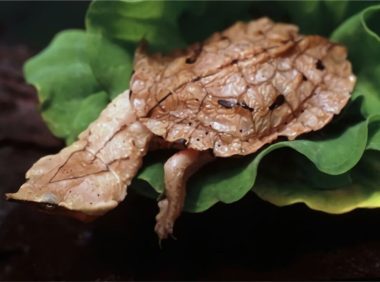 枯叶龟身份信息