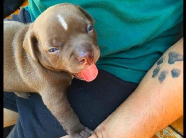 男子花600元买下小狗，却当天就把它遗弃了，原因是它不吃狗粮？